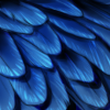 plumage